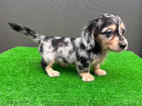 �J�j���w���_�b�N�X�t���h�i�����O�j�̎q���iID:1246311107�j��3���ڂ̎ʐ^/�X�V��:2026-08-05