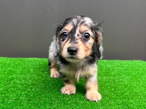 �J�j���w���_�b�N�X�t���h�i�����O�j�̎q���iID:1246311107�j��4���ڂ̎ʐ^/�X�V��:2026-08-05