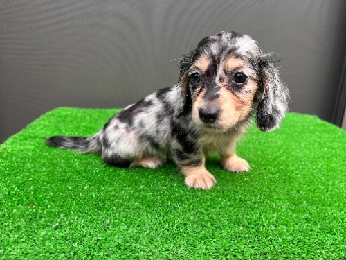 �J�j���w���_�b�N�X�t���h�i�����O�j�̎q���iID:1246311107�j��5���ڂ̎ʐ^/�X�V��:2026-08-05