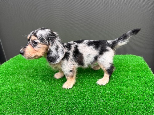 �J�j���w���_�b�N�X�t���h�i�����O�j�̎q���iID:1246311107�j��6���ڂ̎ʐ^/�X�V��:2026-08-05