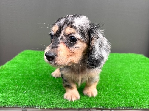 �J�j���w���_�b�N�X�t���h�i�����O�j�̎q���iID:1246311107�j��7���ڂ̎ʐ^/�X�V��:2026-08-05