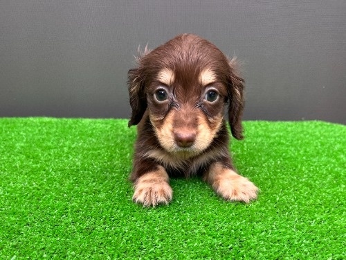 カニンヘンダックスフンド(ロング)の子犬(ID:1246311108)の1枚目の写真/更新日:2026-08-05