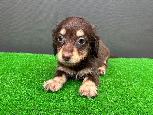 �J�j���w���_�b�N�X�t���h�i�����O�j�̎q���iID:1246311108�j��2���ڂ̎ʐ^/�X�V��:2026-08-05