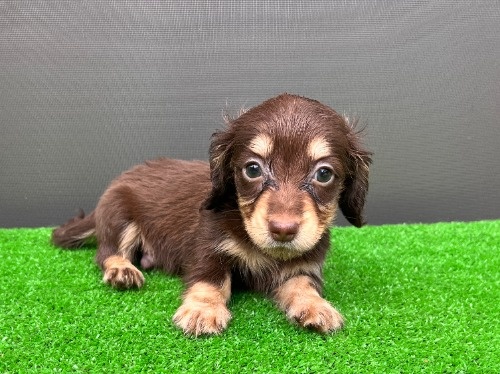 �J�j���w���_�b�N�X�t���h�i�����O�j�̎q���iID:1246311108�j��3���ڂ̎ʐ^/�X�V��:2026-08-05