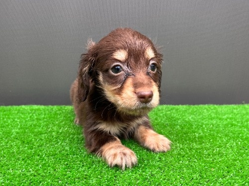 �J�j���w���_�b�N�X�t���h�i�����O�j�̎q���iID:1246311108�j��4���ڂ̎ʐ^/�X�V��:2026-08-05