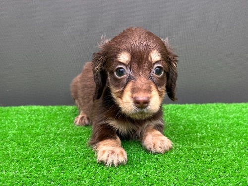 �J�j���w���_�b�N�X�t���h�i�����O�j�̎q���iID:1246311108�j��5���ڂ̎ʐ^/�X�V��:2026-08-05