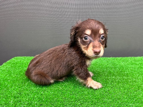 �J�j���w���_�b�N�X�t���h�i�����O�j�̎q���iID:1246311108�j��6���ڂ̎ʐ^/�X�V��:2026-08-05