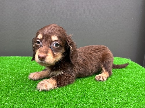 �J�j���w���_�b�N�X�t���h�i�����O�j�̎q���iID:1246311108�j��7���ڂ̎ʐ^/�X�V��:2026-08-05