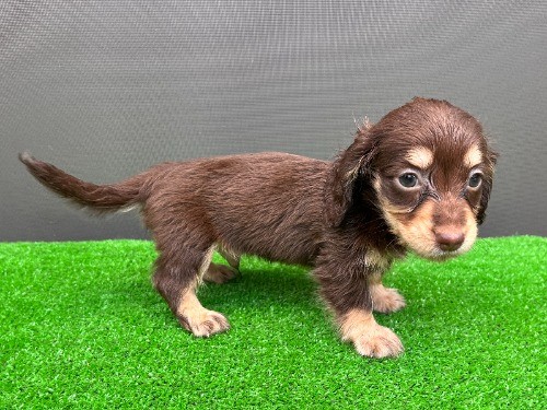 �J�j���w���_�b�N�X�t���h�i�����O�j�̎q���iID:1246311108�j��8���ڂ̎ʐ^/�X�V��:2026-08-05