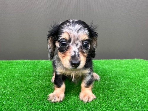 カニンヘンダックスフンド(ロング)の子犬(ID:1246311109)の1枚目の写真/更新日:2026-08-05