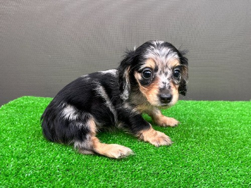 �J�j���w���_�b�N�X�t���h�i�����O�j�̎q���iID:1246311109�j��2���ڂ̎ʐ^/�X�V��:2026-08-05