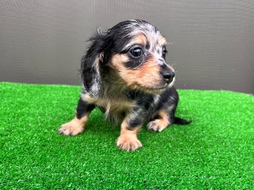 �J�j���w���_�b�N�X�t���h�i�����O�j�̎q���iID:1246311109�j��4���ڂ̎ʐ^/�X�V��:2026-08-05