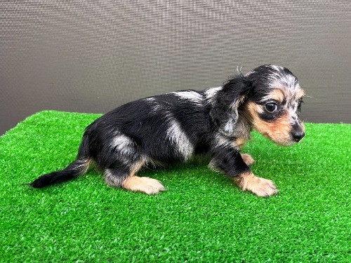 �J�j���w���_�b�N�X�t���h�i�����O�j�̎q���iID:1246311109�j��5���ڂ̎ʐ^/�X�V��:2026-08-05