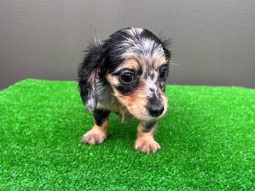 �J�j���w���_�b�N�X�t���h�i�����O�j�̎q���iID:1246311109�j��6���ڂ̎ʐ^/�X�V��:2026-08-05
