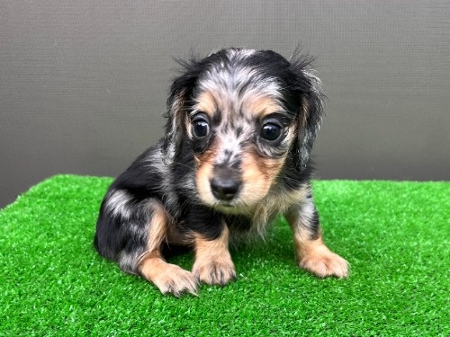 �J�j���w���_�b�N�X�t���h�i�����O�j�̎q���iID:1246311109�j��7���ڂ̎ʐ^/�X�V��:2026-08-05