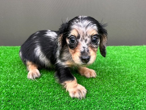 �J�j���w���_�b�N�X�t���h�i�����O�j�̎q���iID:1246311109�j��8���ڂ̎ʐ^/�X�V��:2026-08-05