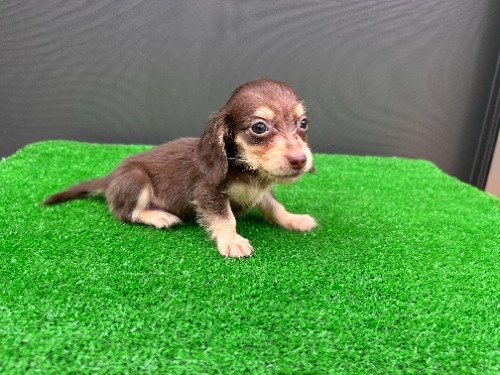 �J�j���w���_�b�N�X�t���h�i�����O�j�̎q���iID:1246311112�j��1���ڂ̎ʐ^/�X�V��:2026-08-30