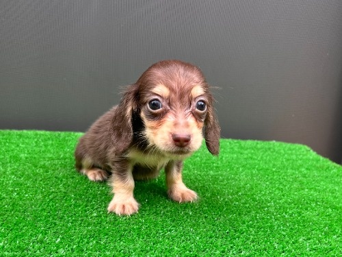 �J�j���w���_�b�N�X�t���h�i�����O�j�̎q���iID:1246311112�j��3���ڂ̎ʐ^/�X�V��:2026-08-30
