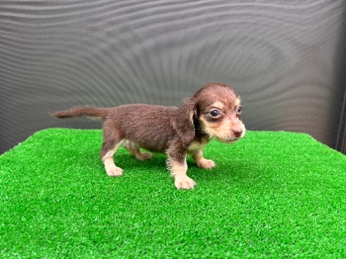 �J�j���w���_�b�N�X�t���h�i�����O�j�̎q���iID:1246311112�j��4���ڂ̎ʐ^/�X�V��:2026-08-30