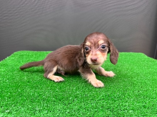 �J�j���w���_�b�N�X�t���h�i�����O�j�̎q���iID:1246311112�j��6���ڂ̎ʐ^/�X�V��:2026-08-30