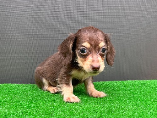 �J�j���w���_�b�N�X�t���h�i�����O�j�̎q���iID:1246311112�j��7���ڂ̎ʐ^/�X�V��:2026-08-30