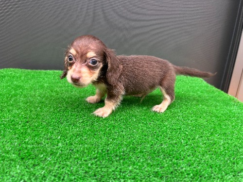 �J�j���w���_�b�N�X�t���h�i�����O�j�̎q���iID:1246311112�j��8���ڂ̎ʐ^/�X�V��:2026-08-30