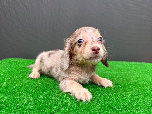 �J�j���w���_�b�N�X�t���h�i�����O�j�̎q���iID:1246311113�j��1���ڂ̎ʐ^/�X�V��:2026-08-30