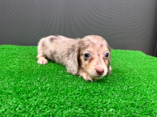 �J�j���w���_�b�N�X�t���h�i�����O�j�̎q���iID:1246311113�j��2���ڂ̎ʐ^/�X�V��:2026-08-30