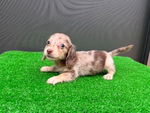 �J�j���w���_�b�N�X�t���h�i�����O�j�̎q���iID:1246311113�j��5���ڂ̎ʐ^/�X�V��:2026-08-30