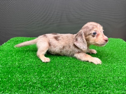 �J�j���w���_�b�N�X�t���h�i�����O�j�̎q���iID:1246311113�j��6���ڂ̎ʐ^/�X�V��:2026-08-30