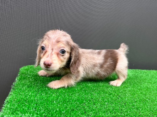 �J�j���w���_�b�N�X�t���h�i�����O�j�̎q���iID:1246311113�j��7���ڂ̎ʐ^/�X�V��:2026-08-30