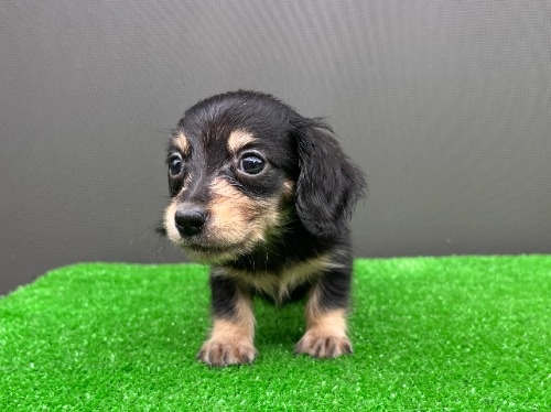 カニンヘンダックスフンド(ロング)の子犬(ID:1246311114)の1枚目の写真/更新日:2026-08-31