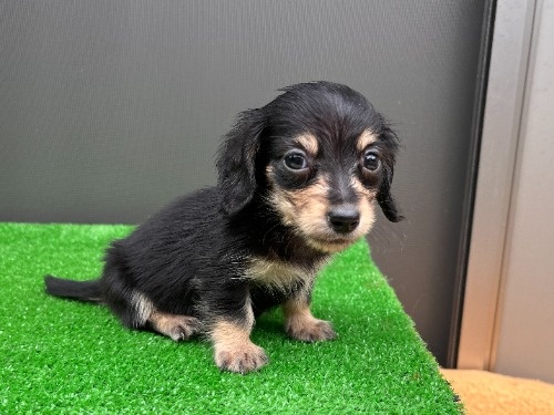 カニンヘンダックスフンド(ロング)の子犬(ID:1246311114)の4枚目の写真/更新日:2026-08-31