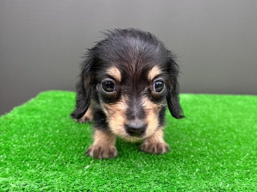 カニンヘンダックスフンド(ロング)の子犬(ID:1246311114)の8枚目の写真/更新日:2026-08-31