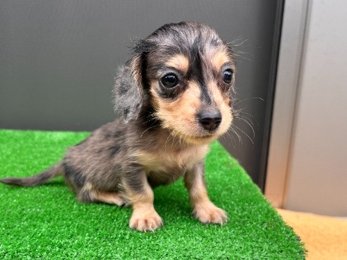 カニンヘンダックスフンド(ロング)の子犬(ID:1246311115)の1枚目の写真/更新日:2026-08-31