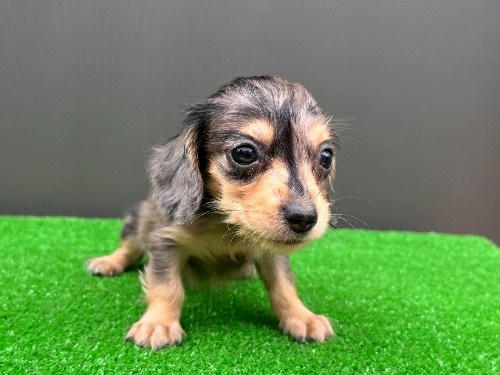 カニンヘンダックスフンド(ロング)の子犬(ID:1246311115)の2枚目の写真/更新日:2026-08-31