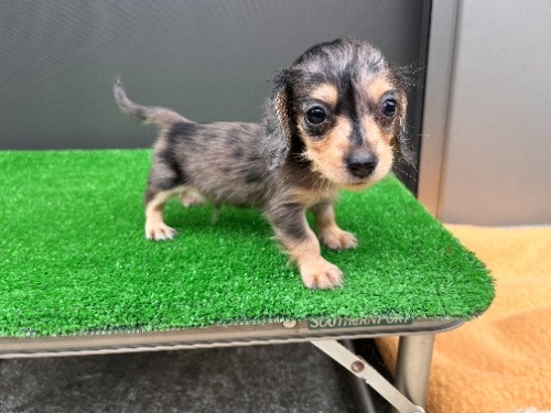 カニンヘンダックスフンド(ロング)の子犬(ID:1246311115)の3枚目の写真/更新日:2026-08-31