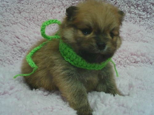 �|�����j�A���̎q���iID:1246611499�j��1���ڂ̎ʐ^/�X�V��:2025-12-31