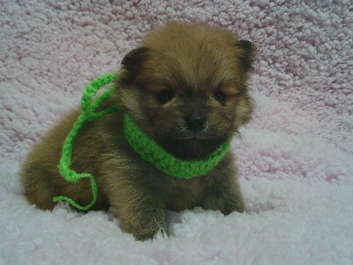 �|�����j�A���̎q���iID:1246611499�j��2���ڂ̎ʐ^/�X�V��:2025-12-31