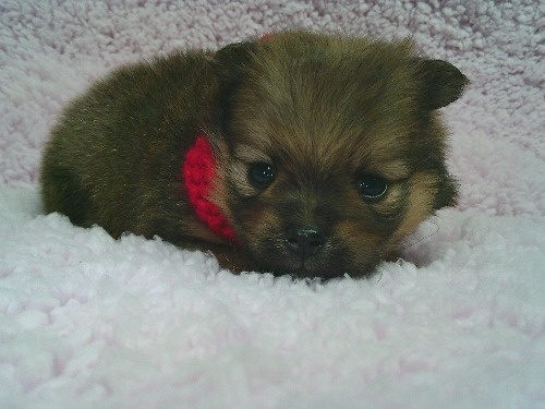 �|�����j�A���̎q���iID:1246611500�j��1���ڂ̎ʐ^/�X�V��:2025-12-31