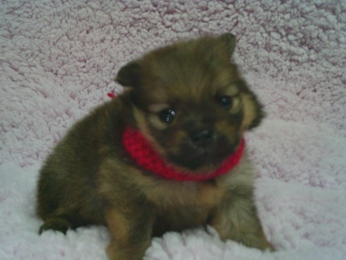 �|�����j�A���̎q���iID:1246611500�j��2���ڂ̎ʐ^/�X�V��:2025-12-31