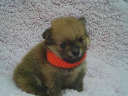 �|�����j�A���̎q���iID:1246611501�j��1���ڂ̎ʐ^/�X�V��:2025-12-31