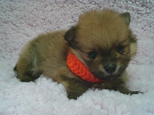 �|�����j�A���̎q���iID:1246611501�j��2���ڂ̎ʐ^/�X�V��:2025-12-31