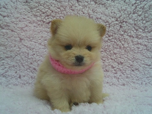 �|�����j�A���̎q���iID:1246611502�j��1���ڂ̎ʐ^/�X�V��:2025-12-31