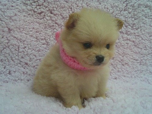 �|�����j�A���̎q���iID:1246611502�j��2���ڂ̎ʐ^/�X�V��:2025-12-31