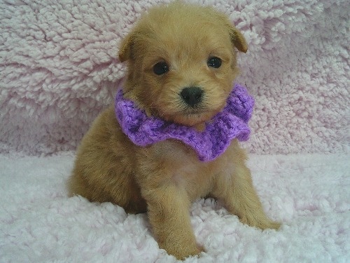 �~�b�N�X�̎q���iID:1246611508�j��1���ڂ̎ʐ^/�X�V��:2026-01-30