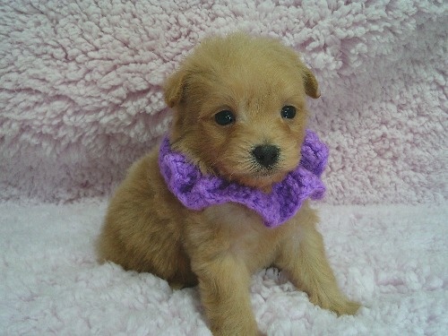 �~�b�N�X�̎q���iID:1246611508�j��2���ڂ̎ʐ^/�X�V��:2026-01-30