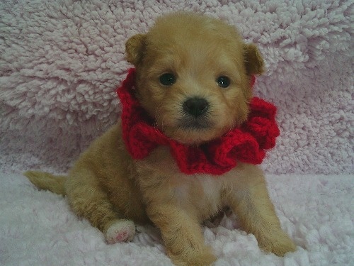 �~�b�N�X�̎q���iID:1246611509�j��1���ڂ̎ʐ^/�X�V��:2026-01-30