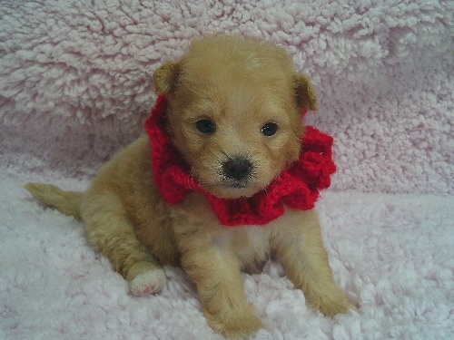 �~�b�N�X�̎q���iID:1246611509�j��2���ڂ̎ʐ^/�X�V��:2026-01-30