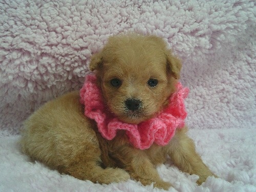 �~�b�N�X�̎q���iID:1246611510�j��1���ڂ̎ʐ^/�X�V��:2026-01-30